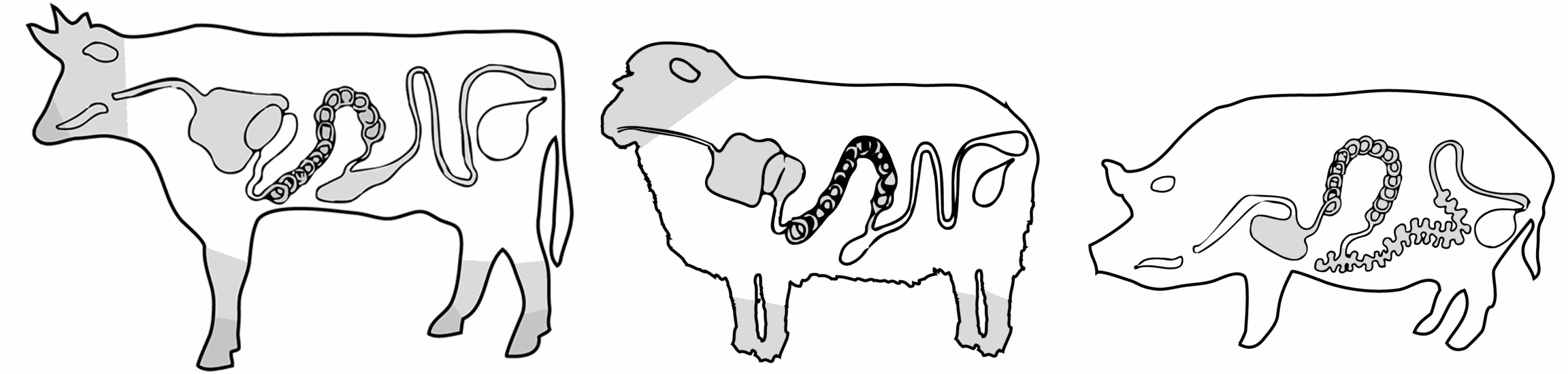 animaux